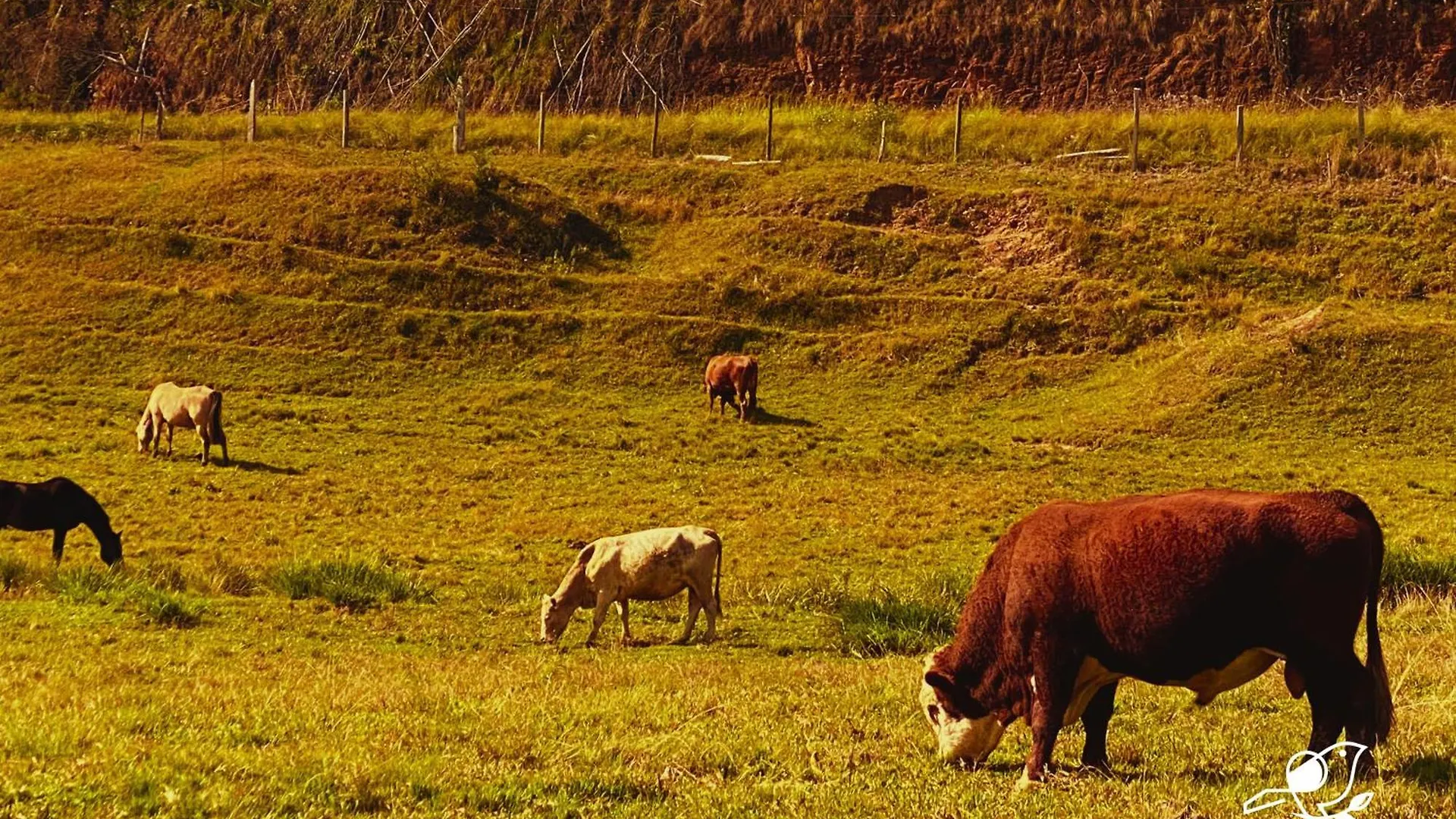 Chale Na Pousada Eco Das Aves Proximo A Vinicola Thera Bom Retiro  Brasile